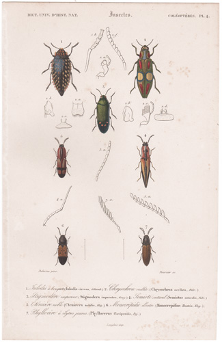 Antique prints of beetles, bees, wasps, etc.